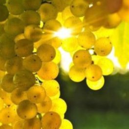 Muscat Ottonel